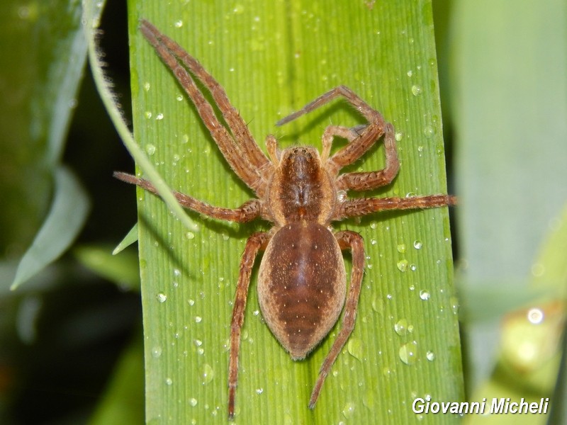 Vari Dolomedes plantarius - Parco del Ticino (MI)